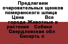 Предлагаем очаровательных щенков померанского шпица › Цена ­ 15 000 - Все города Животные и растения » Собаки   . Свердловская обл.,Бисерть п.